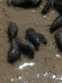 Phreatomerus latipes