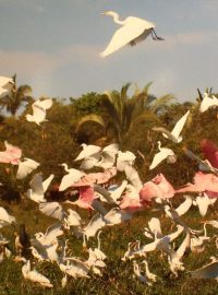 Radana Dungelová: Pantanal, Brazílie, 2009
