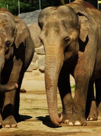 Březí slonice Johti a Vishesh