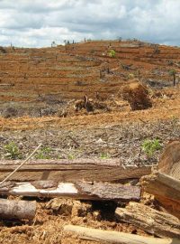 Plantáže palmy olejné firmy Agro Indomas