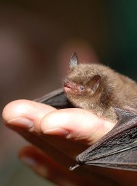 Netopýr vodní (Myotis daubentoni)