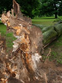 Vyvrácený strom (ilustr. obr.)