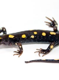 Axolotl skvrnitý (Ambystoma maculatum)