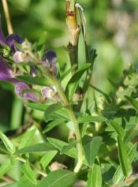 Šišák bajkalský (Scutellaria baicalensis)
