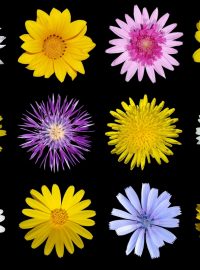 Jednou z nejpočetnějších skupin kvetoucích rostlin je čeleď hvězdnicovité (Asteraceae)