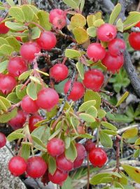 Vaccinium reticulatum