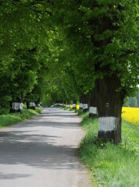 Alej u Žižkova pole s bezpečnostním nátěrem