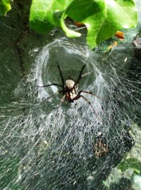 Pavučina pokoutníka druhu Agelenidae labyrinthica