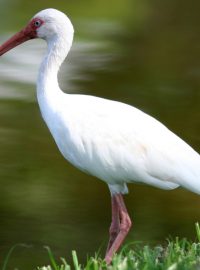 Ibis bílý (Eudocimus albus)