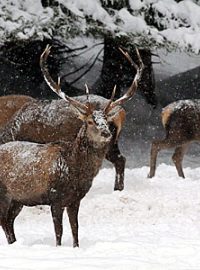 Jelení zvěř u pozorovací obůrky u Srní v NP Šumava