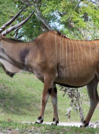 Antilopa Derbyho