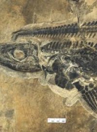 Ichtyosaurus