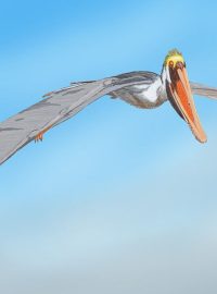 Pterosaurus čeledi Istiodactylidae