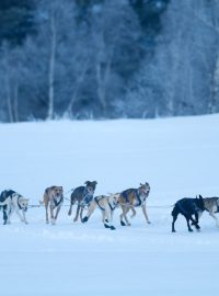 Radek Havrda a jeho psí spřežení