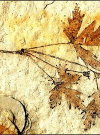 Leefructus mirus