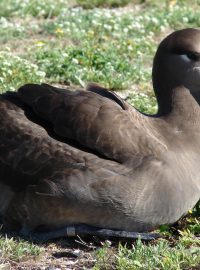 Albatros černonohý (Phoebastria nigripes)