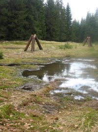 Otrávené lapáky na Modravské slati