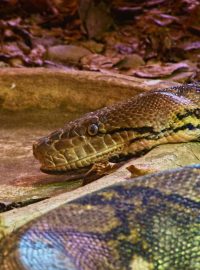 Krajta mřížkovaná v plzeňské zoo