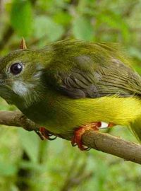 Pipulka (white-collared Manakin)