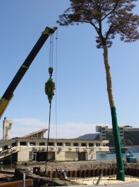 Japonci se snaží zachránit se 270 let starou borovici, která se stala symbolem obnovy
