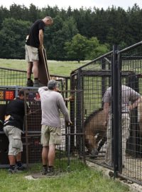 Nakládání koní Převalského v Dolním Dobřejově (14.6.2011 ráno)