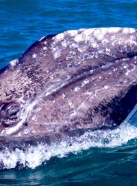 Plejtvákovec šedý (Eschrichtius robustus)