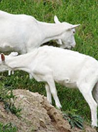 Prchalovi zatím prodávají jen kozí sýry