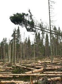 Národní park Šumava, bezzásahová zóna