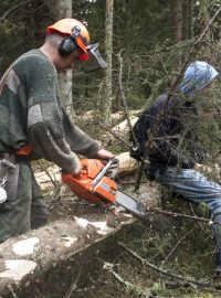 Dřevorubec v Národním parku Šumava