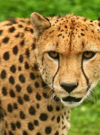 Gepard