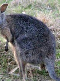 Klokan dama (Macropus eugenii)