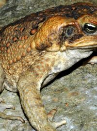 Ropucha obrovská (Rhinella marina)