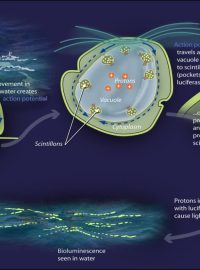 Princip bioluminiscence u jednobuněčných řas obrněnek