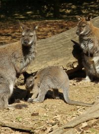 Klokany rudokrké uvidí návštěvníci zoo venku i v zimě