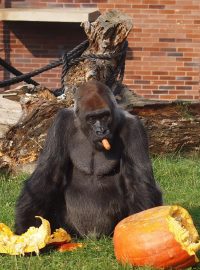 Gorily nížinné Tadao a Shinda dočasně opustí ZOO Dvůr Králové