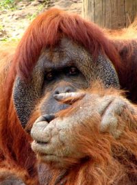 Orangutani (ilustrační foto)