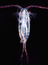 Korýši klanonožci (Copepoda)