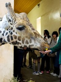 Japonští školáci nakrmili žirafy v Africkém domě