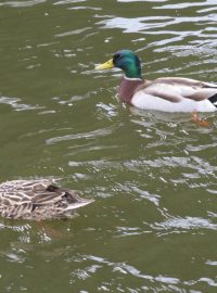 Na odemknutí Sázavy se připluly podívat i kachny