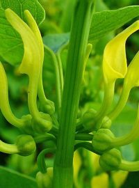 Květy podražce křovištního (Aristolochia clematitis)