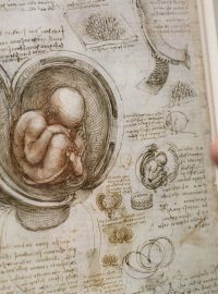 Návštevnice výstavy si prohlíží jednu z da Vinciho anatomických kreseb