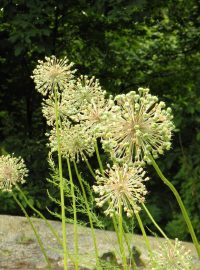 Arboretum Paseka