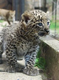 Mládě levharta v ZOO Dvůr Králové