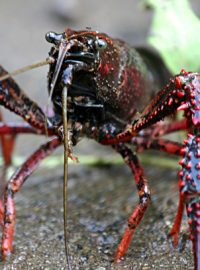 Rak červený (Procambarus clarkii)