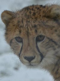 Gepard v ZOO Dvůr Králové nad Labem