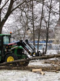 Kácení topolů v českobudějovickém parku stromka