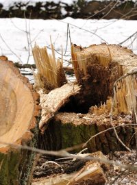 Kácení topolů v českobudějovickém parku stromka