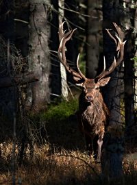 Jelen dvaadvacetiterák Král lesa v NP Šumava