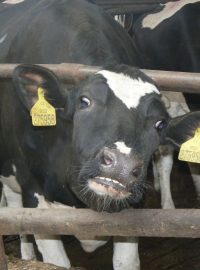 Krávy na zemědělské farmě v Líních na severním Plzeňsku