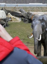 Samec Mekong pózuje v novém pavilonu slonů v pražské zoo